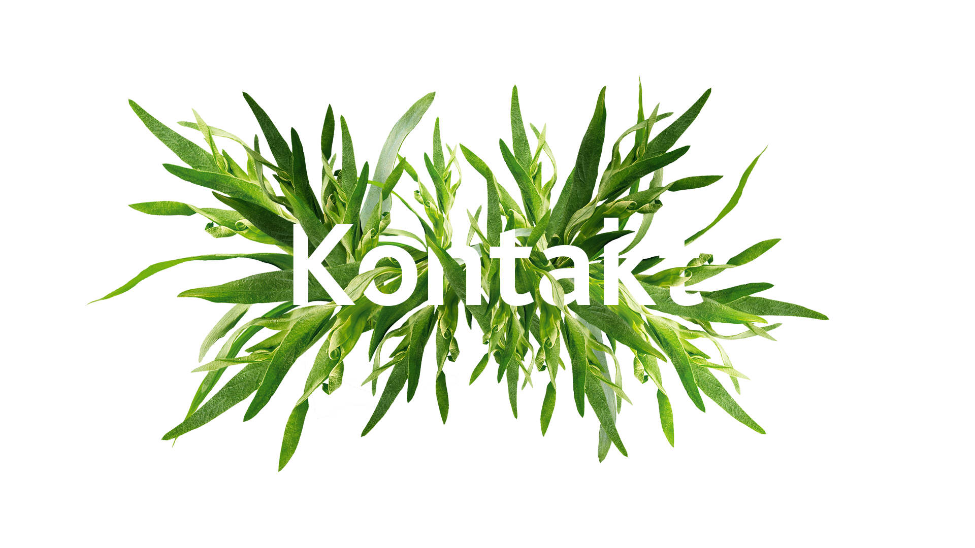 Kontakt