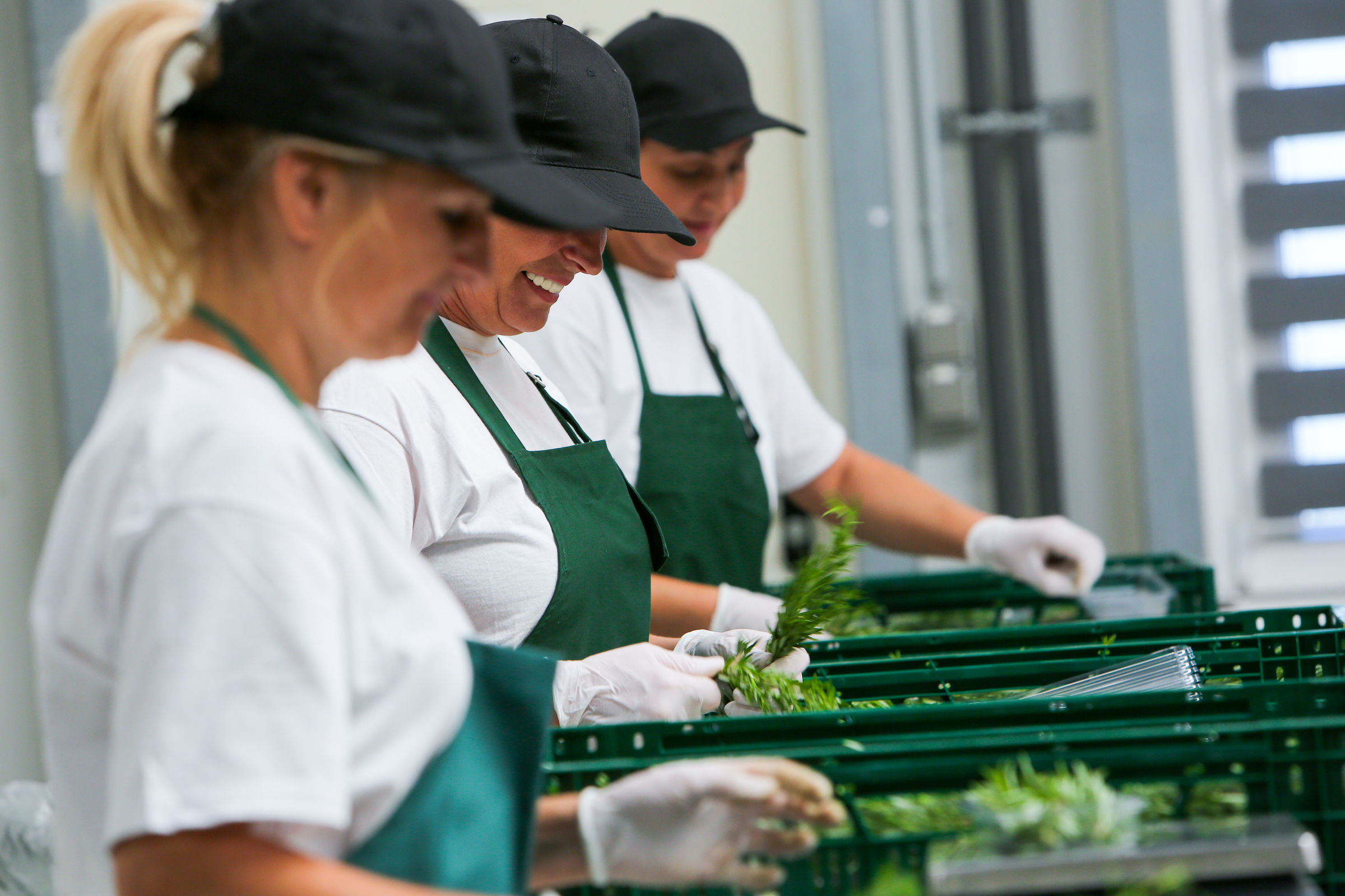 workers sorting herbs