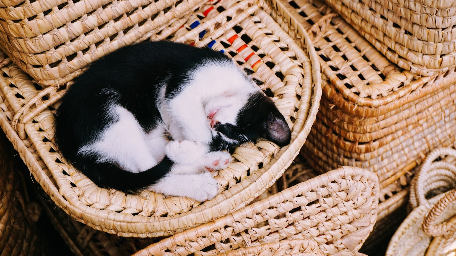 kitten sleeping in a basket