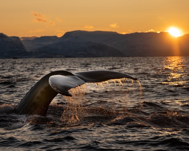Whale fins breaking the surface of the ocean