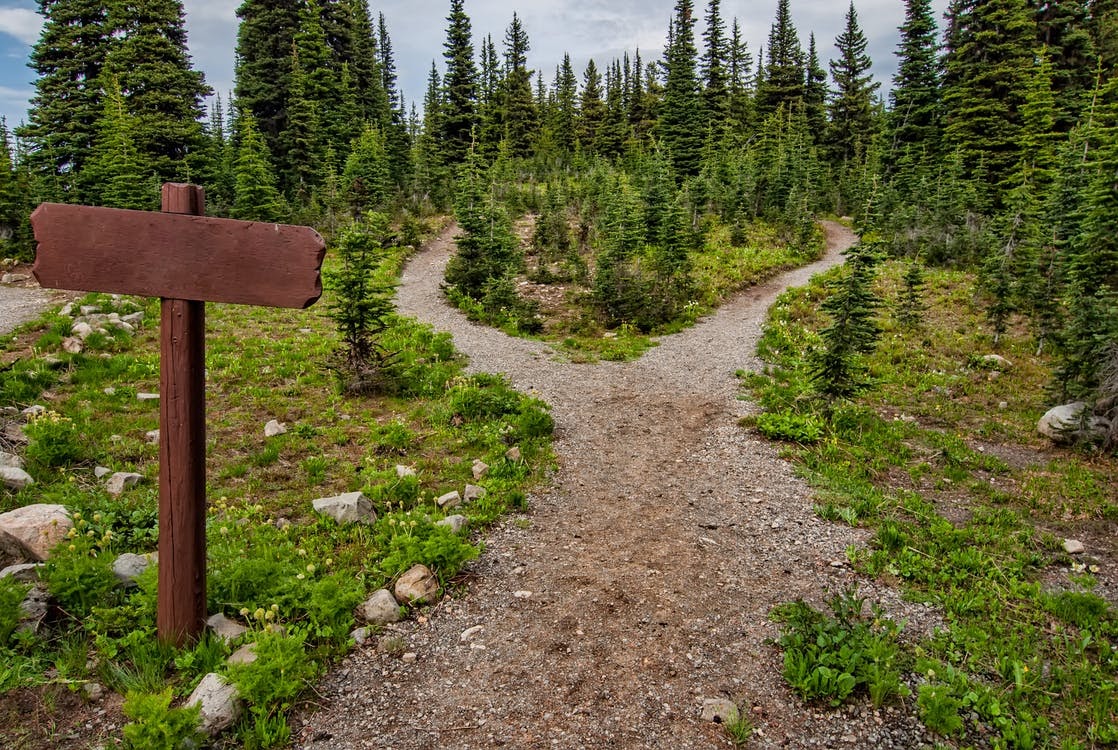 a-picture-of-a-forest-with-two-paths