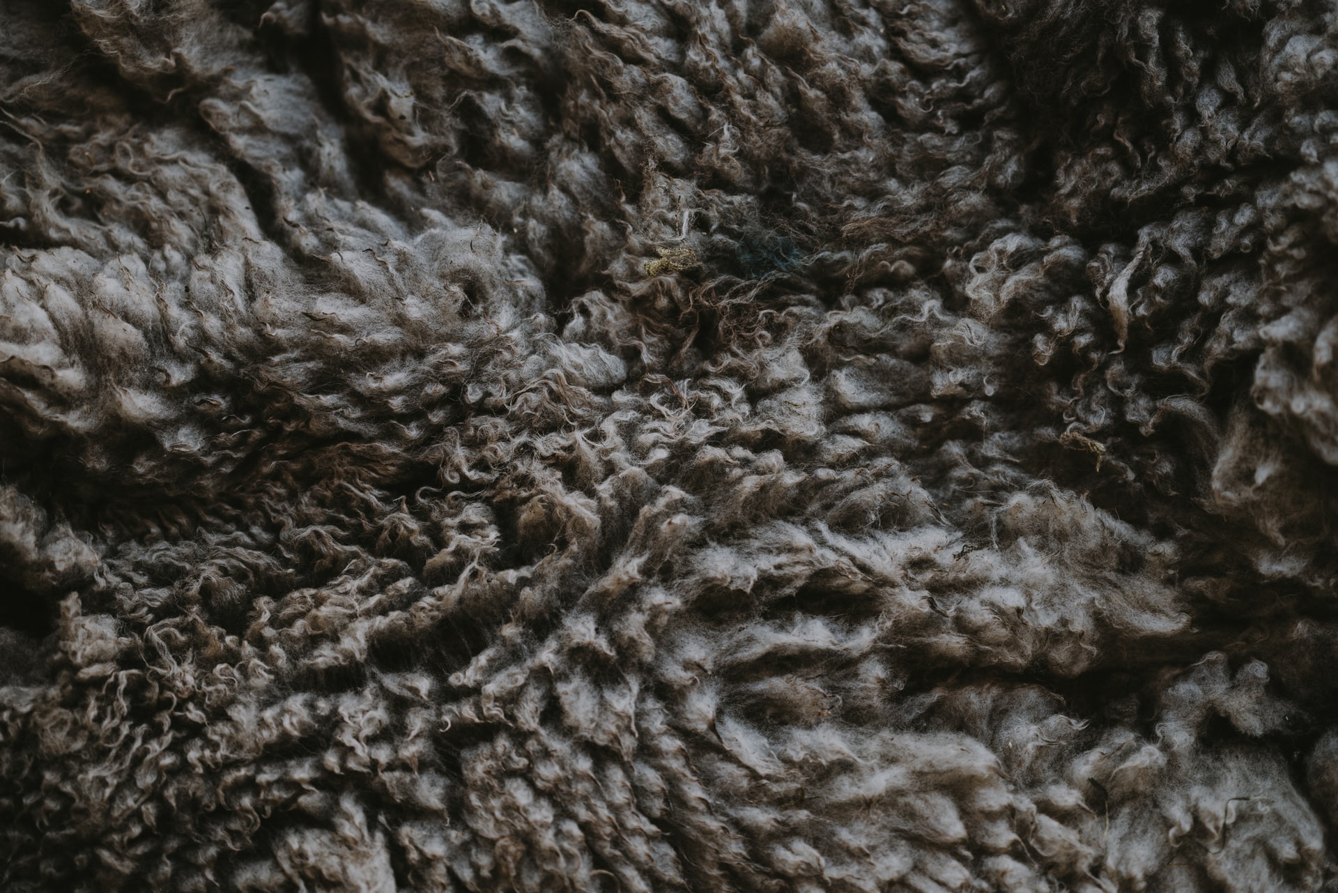 Dark gray fleece from a sheep