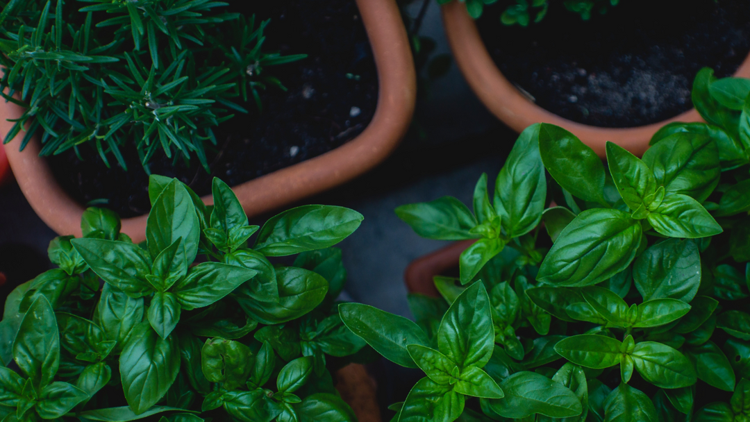 Beginners Guide to Growing Herbs in Pots