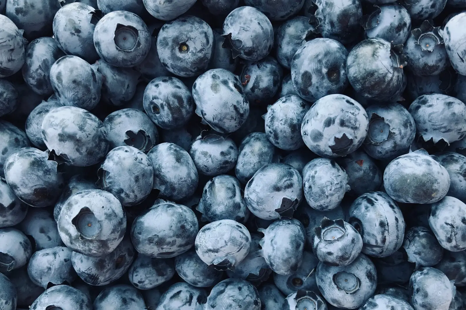 When to Pick Blueberries in Michigan + The Best UPick Farms