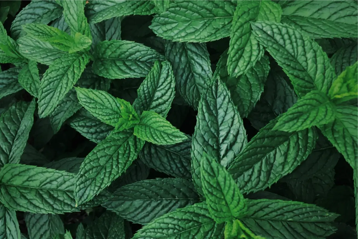 Best Mint Companion Plants for a Great Garden