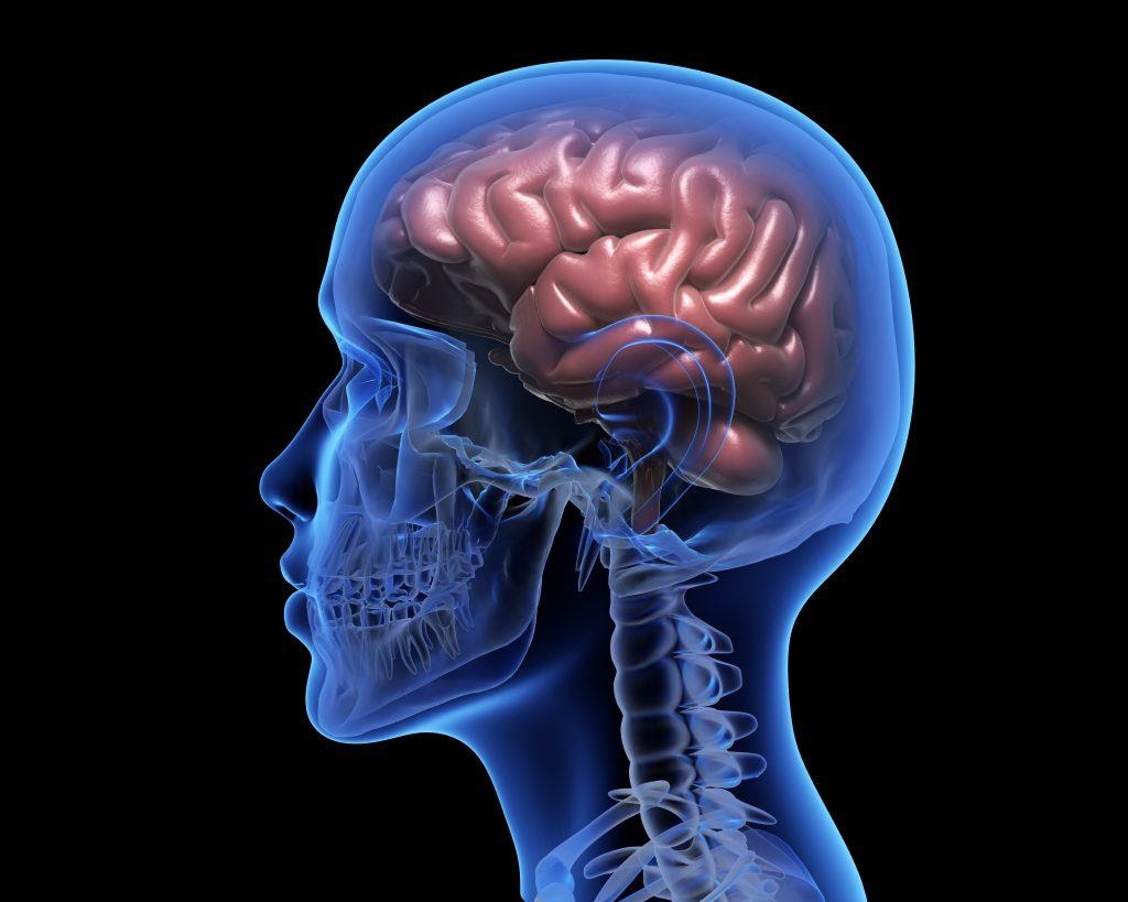 A XRay vision of a human brain.