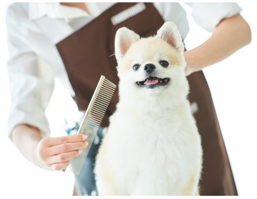 立場駅徒歩2分 ドッグトリミングサロン Dogtrimmingsalonsarry