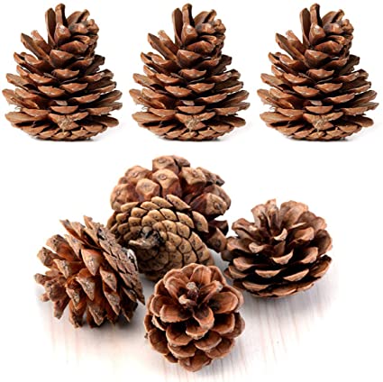 Pinecones!