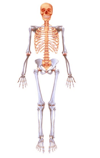 appendicular skeleton