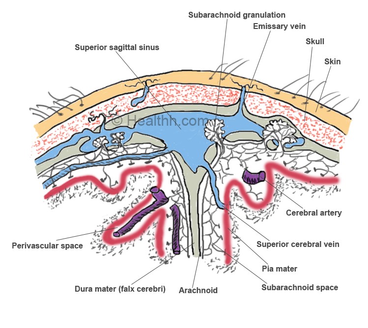arachnoid granulations