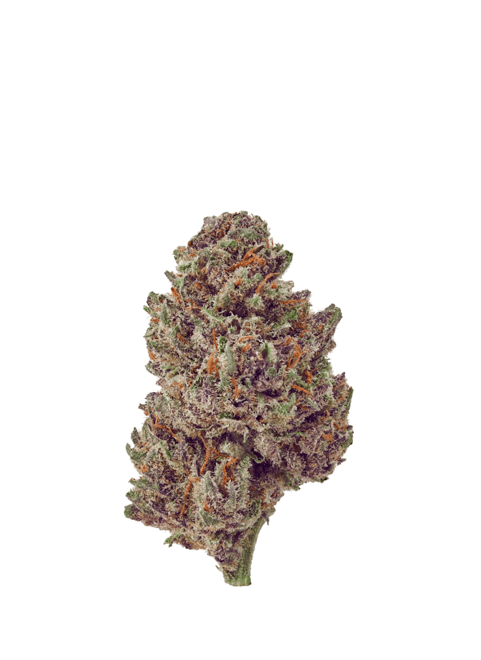 Third Eye Cannabinoids's Purple Punch CBD flower is the highest quality premium indoor flower made in Italy. Completely unsatisfied with the typical selection of flowers they found, they took time and care to find the very best producers in all of Europe. Their flowers combine all-natural production methods, great taste and aromas, and maximum relaxing effects. The hybrid CBD strain is serene and relaxing. CBD levels for Purple Punch typically range between 6 to 8% with zero added pesticides, terpenes, isolates, or sprays. This CBD flower with fruity flavors and explosive taste is perfect to pair with tobacco alternatives or pure in your rolling paper, pipe or vaporizer. Third Eye Cannabinoids takes great care of every detail, so their flowers are preserved in Terpi Technology sealed pouches to preserve freshness and moisture.