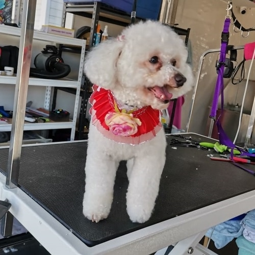 The Gentle Dog Groomer West Auckland Dog Grooming