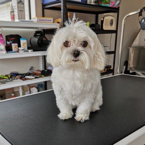 The Gentle Dog Groomer West Auckland Dog Grooming