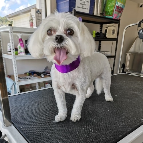 The Gentle Dog Groomer West Auckland Dog Grooming