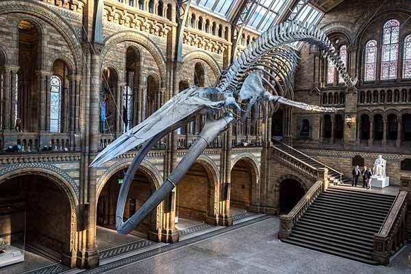 The blue whale skeleton in the entrance hall of the Natural History Museum, London
