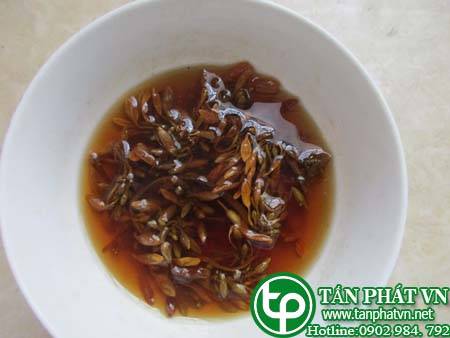 địa chỉ bán hoa đu đủ đực tại tphcm chữa bệnh ung thư