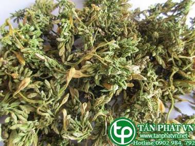 Địa chỉ bán hoa đu đủ đực tại tphcm chữa bệnh ung thư