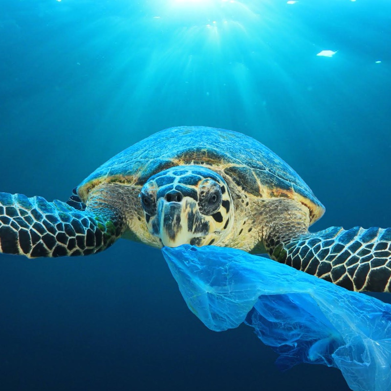 support awesome charities on Sustainably