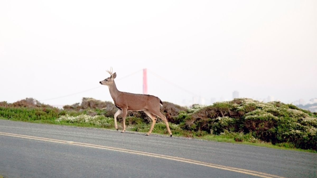 Will My Auto Insurance Increase If I Hit A Deer?