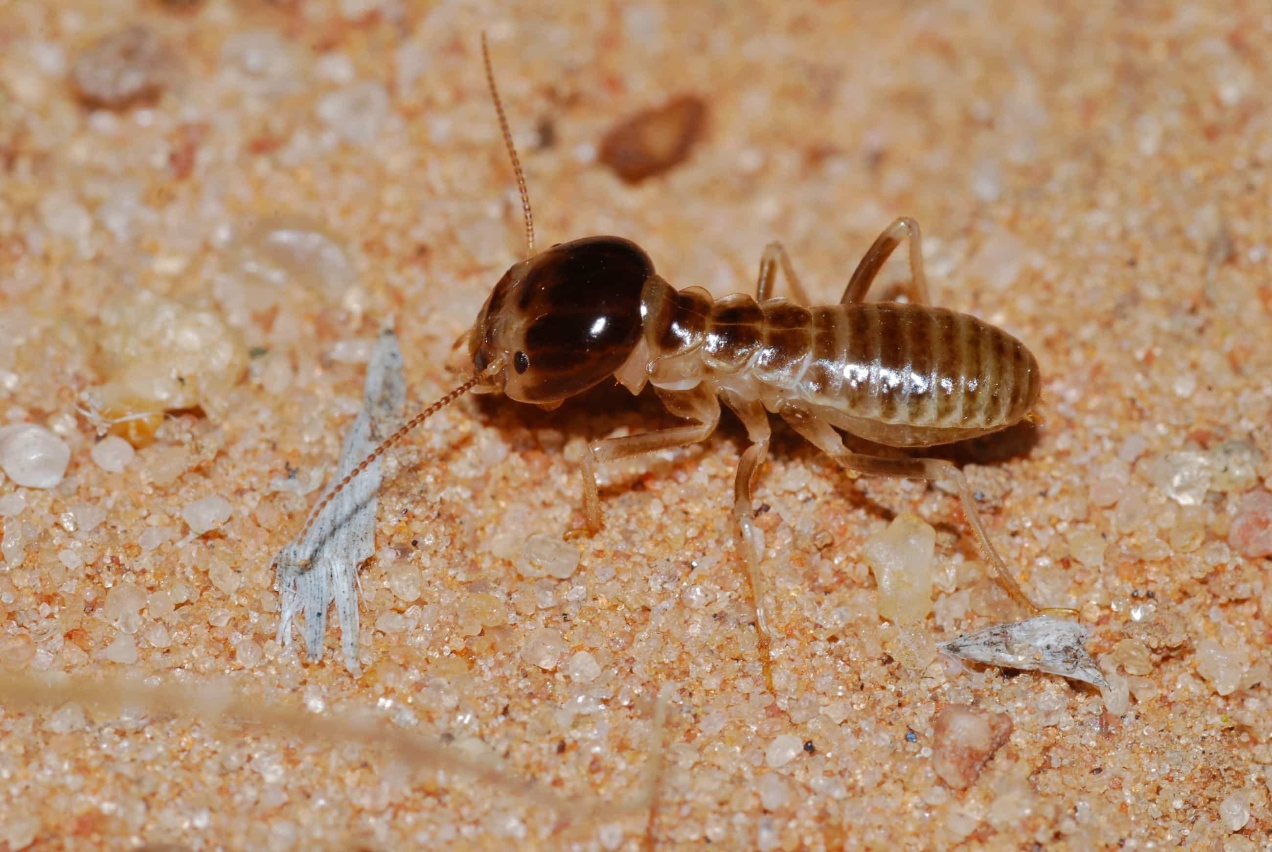 Termite Control Phoenix 1 Termite Treatment Company In Arizona