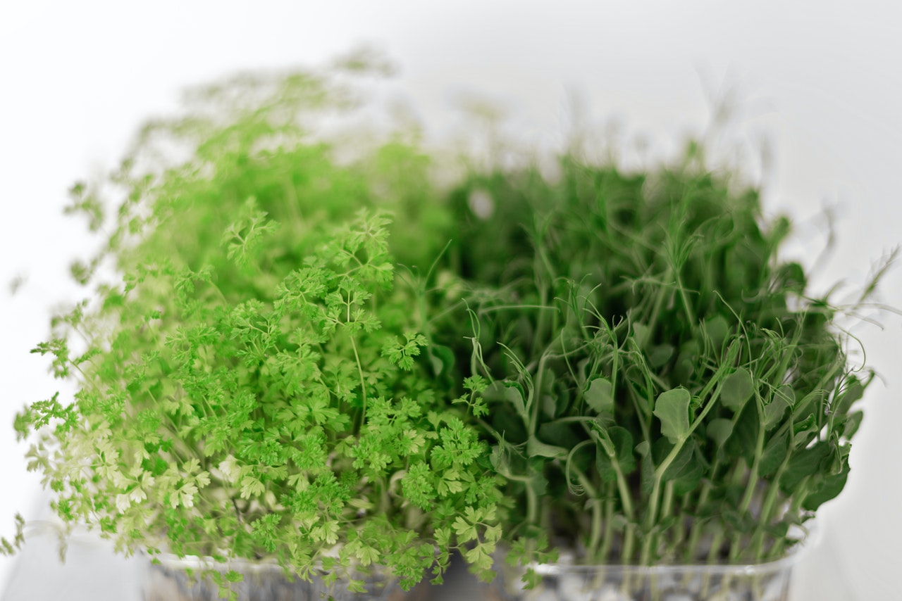 The Best Guide To Starting a Microgreen Business