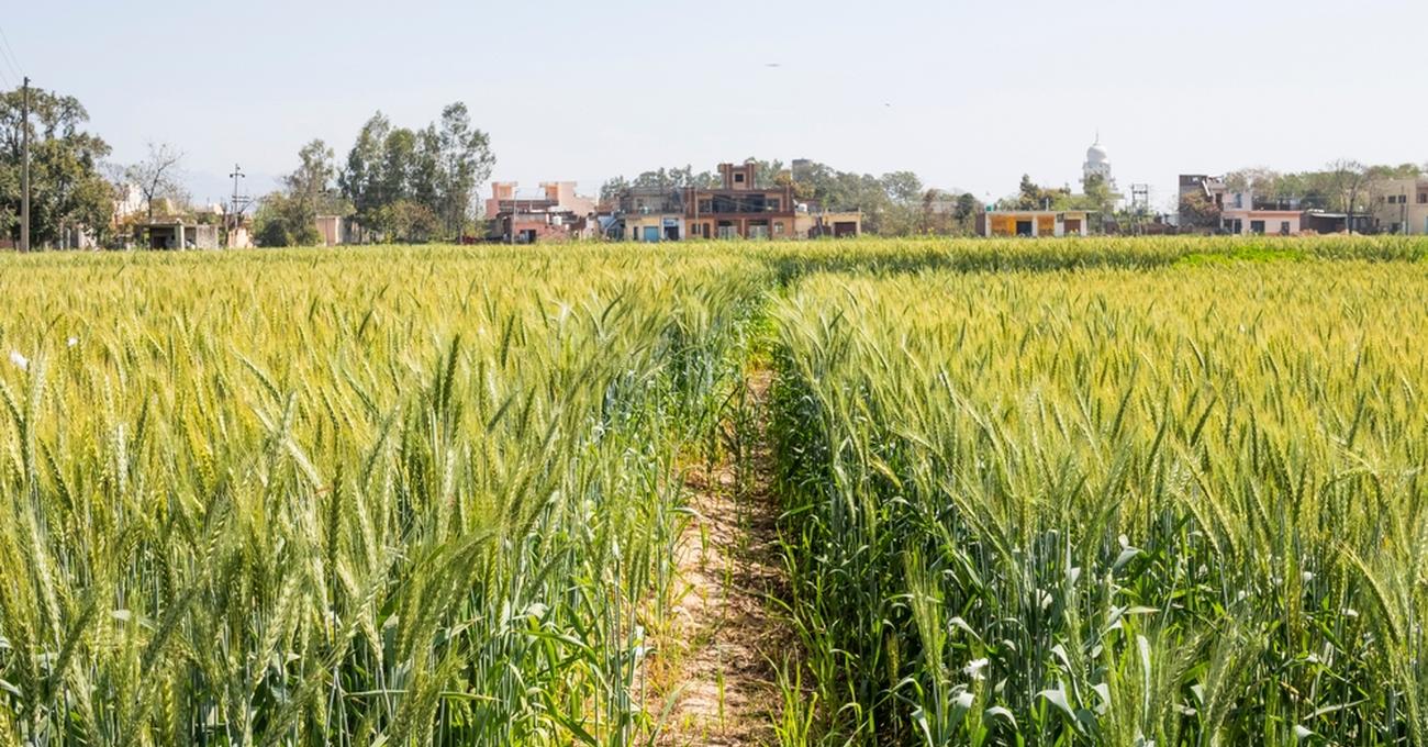 What To Do With Raw Land askBAMLand