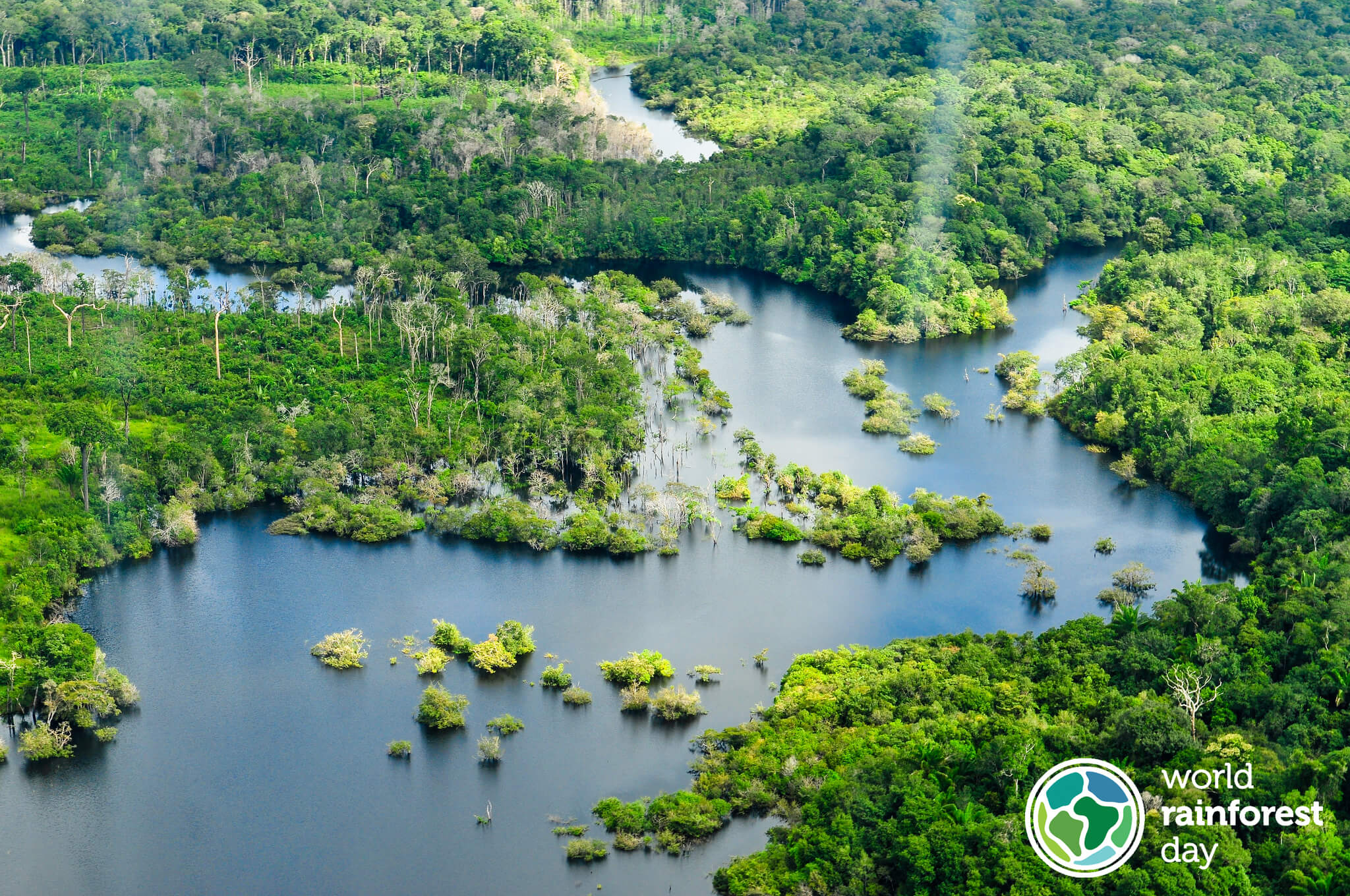 Image from the rainforest.