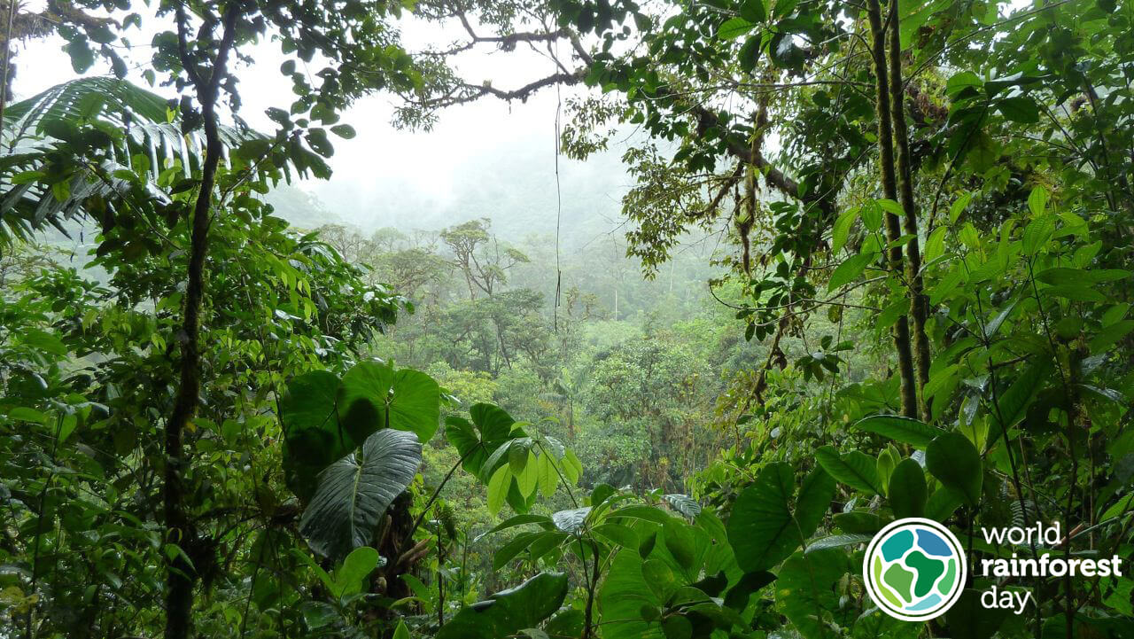 Image from the rainforest.