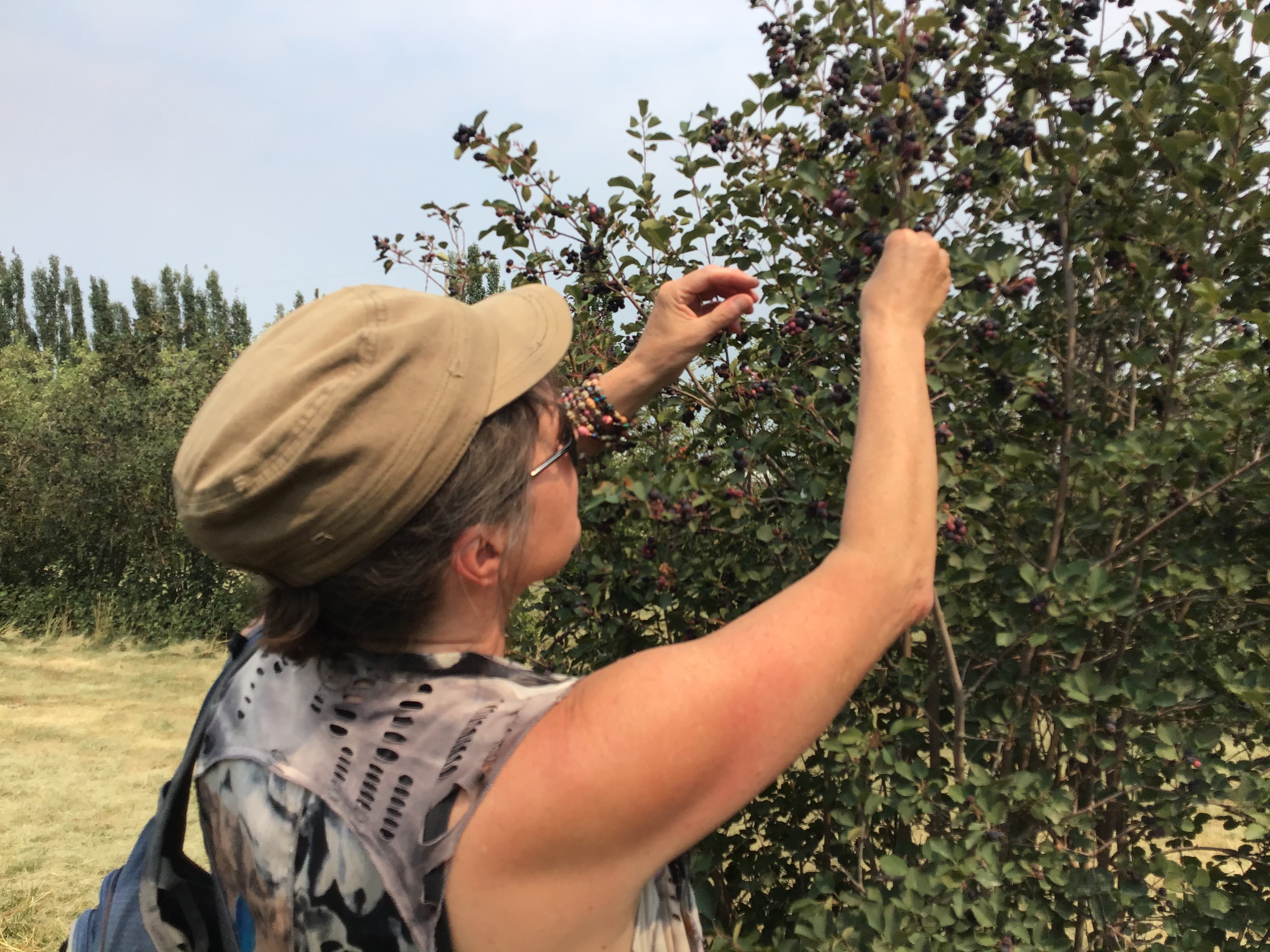 Collen picking saskatoons off a tall bush at DNA Gardens