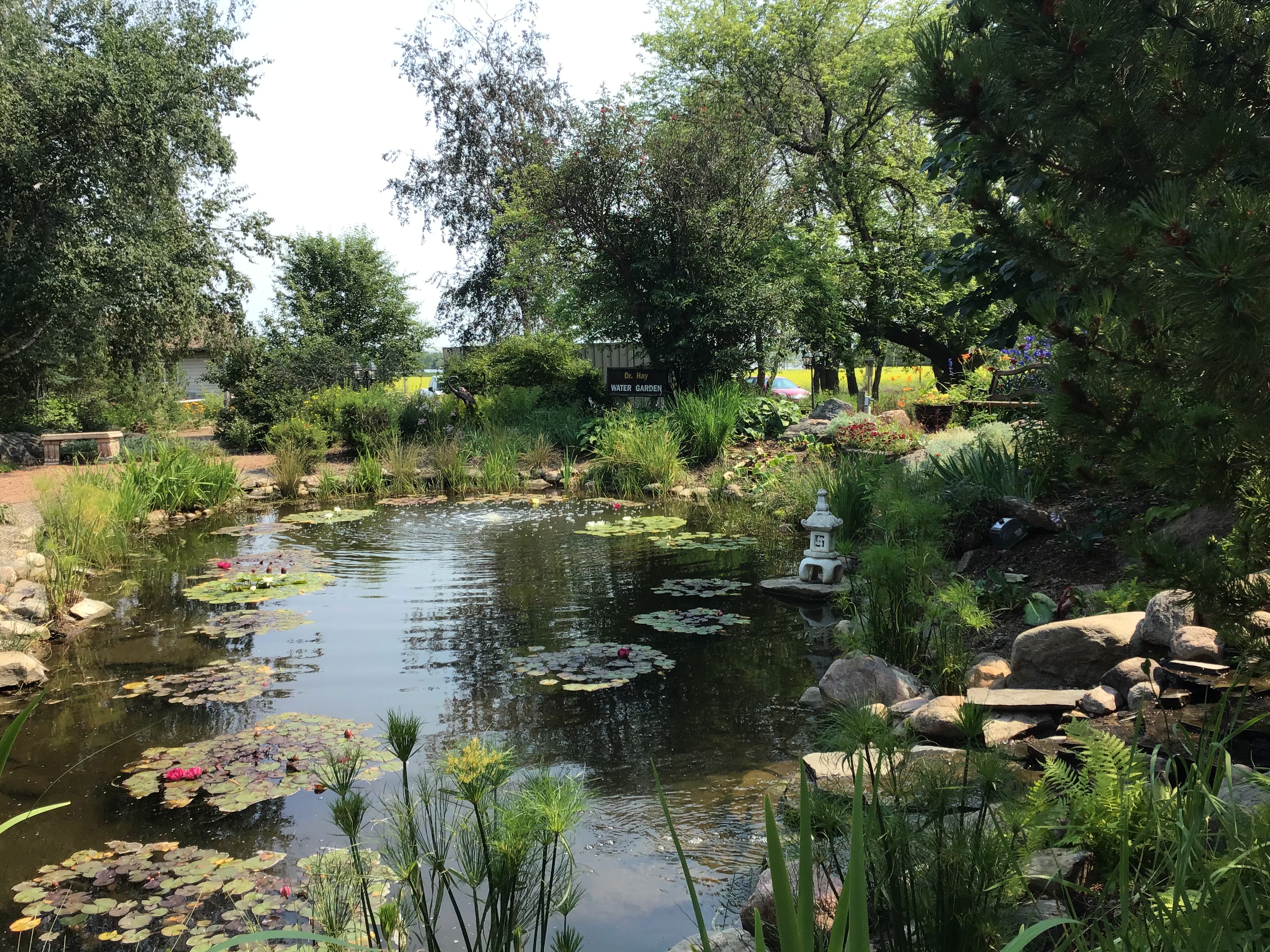 A pond at the Trochu Arboretum surrounded by green plants and trees