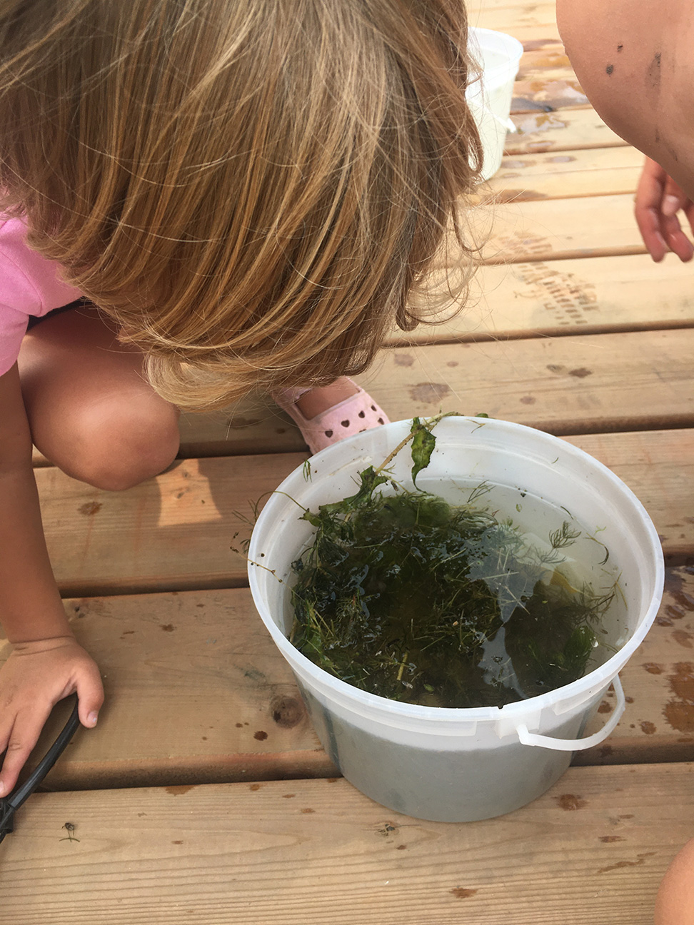 Child looking into a white bucket full of water, plants and bugs