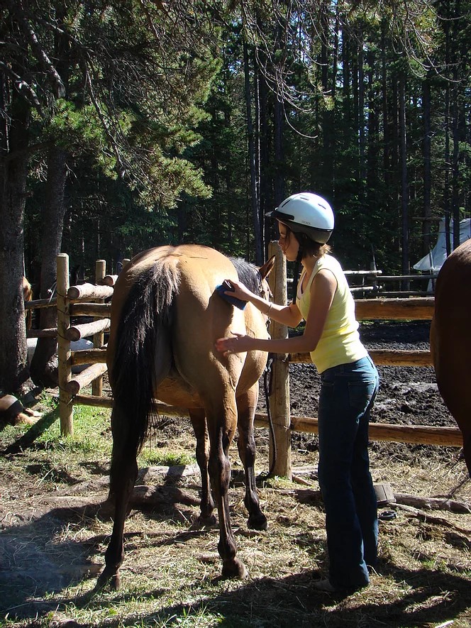 61969909b9a701aca0d96975 horsemanshipandbuildingabond