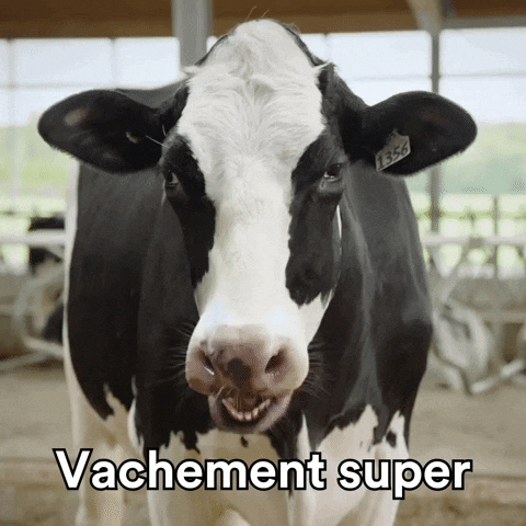 vache