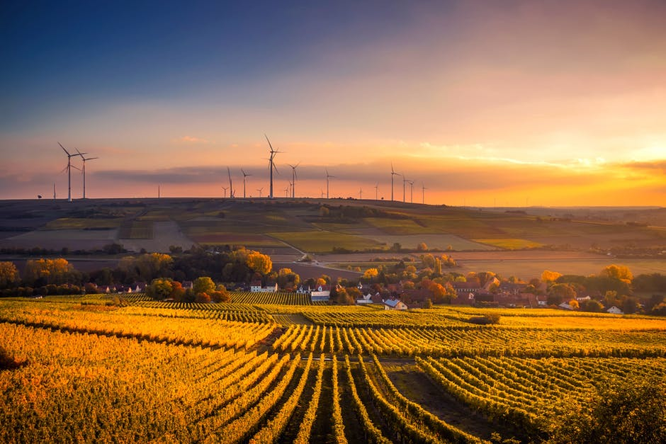 A golden field of crop rows at sunset with several dozen wind turbines in the distant background.