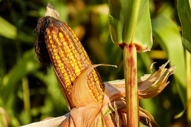 closeup of an ear of corn