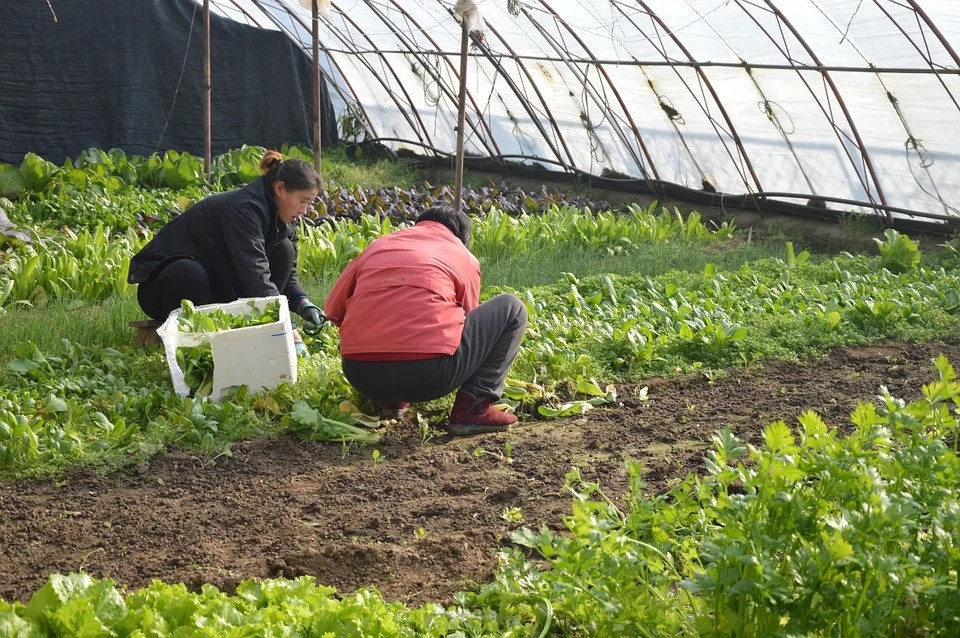 two farmers