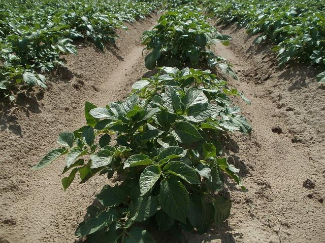 a row of potato plants