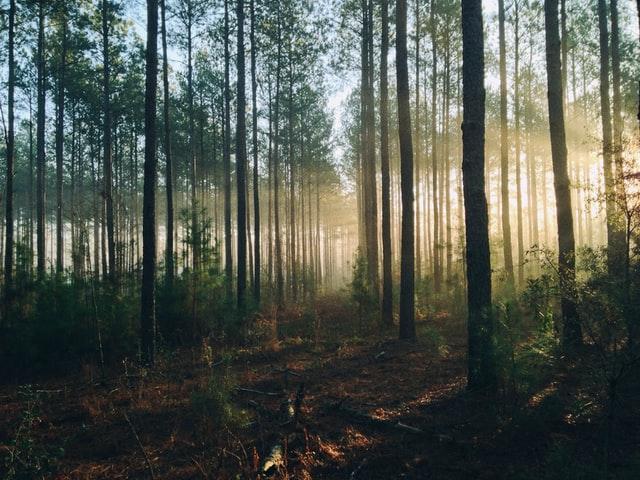 forest