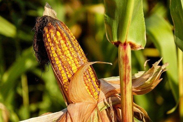 corn field