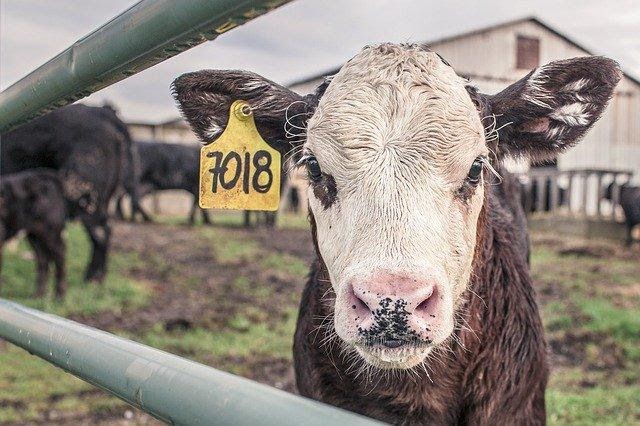 cattle farm