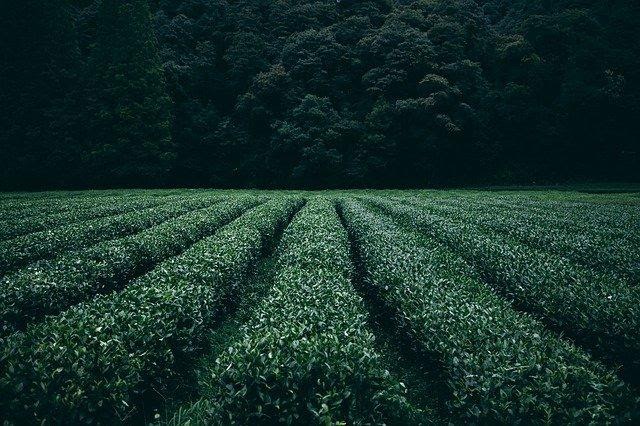 farmland