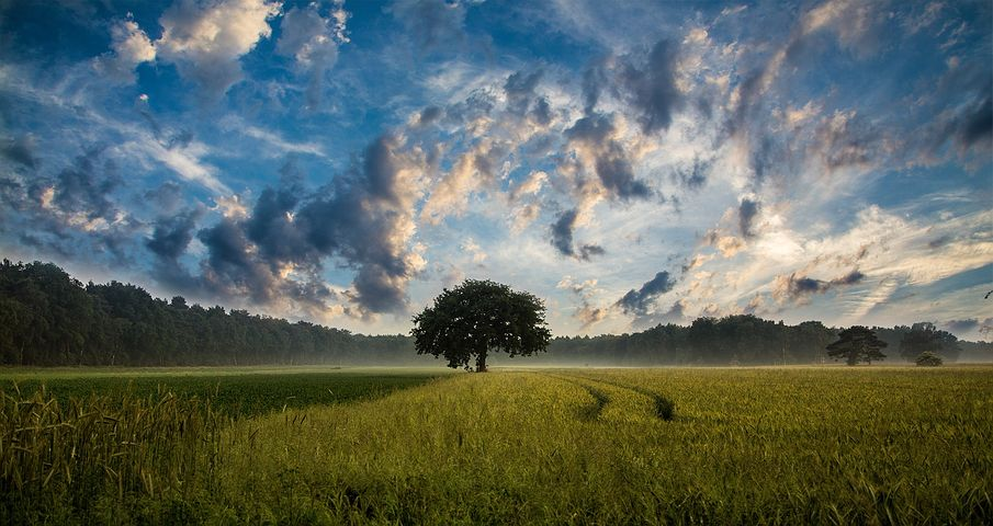 wide green field and cloudy blue sky with a tree in the center