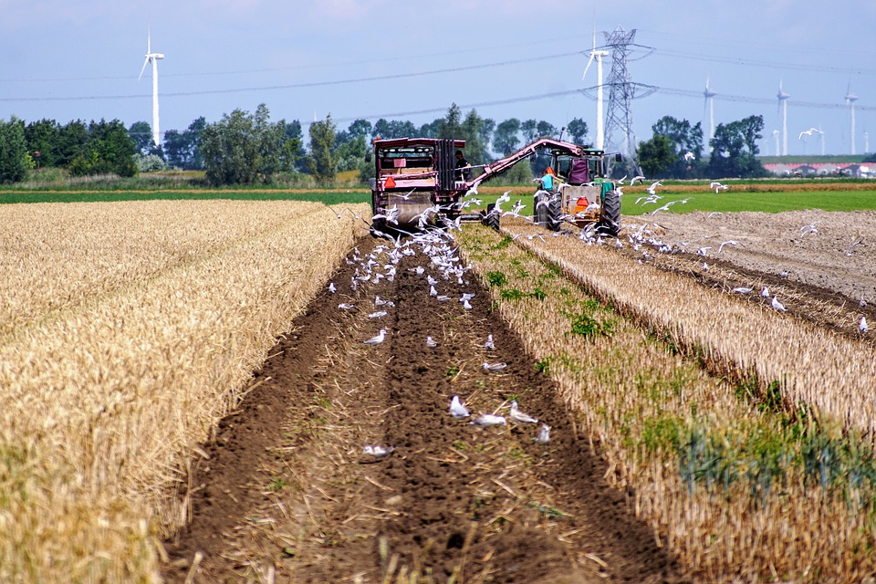 farmer working on a tractor surrounded by seagulls