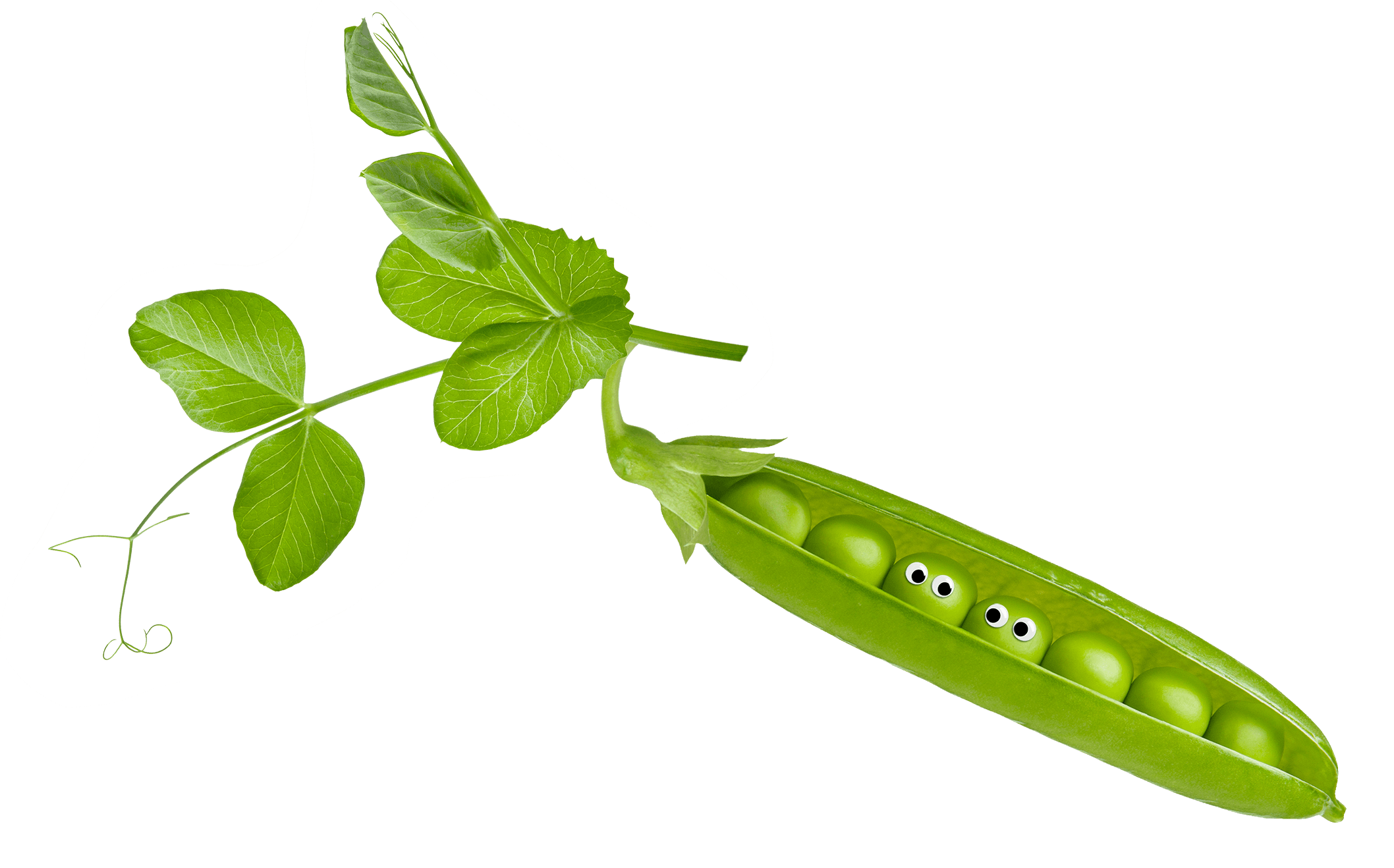 Two peas in a pod