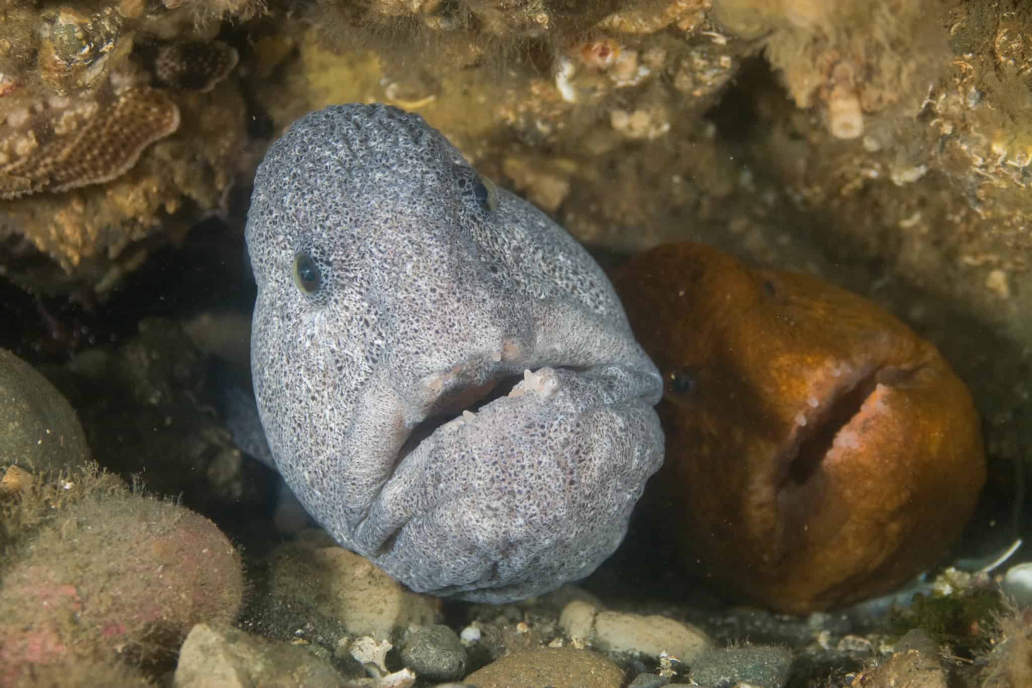 Wolf Eel: 10 Facts about the Ferocious Sea wolf