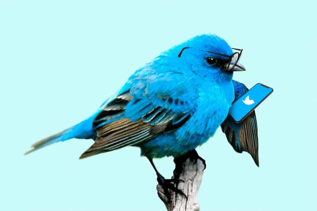 Oiseau bleu sur l'application Twitter sur son iPhone