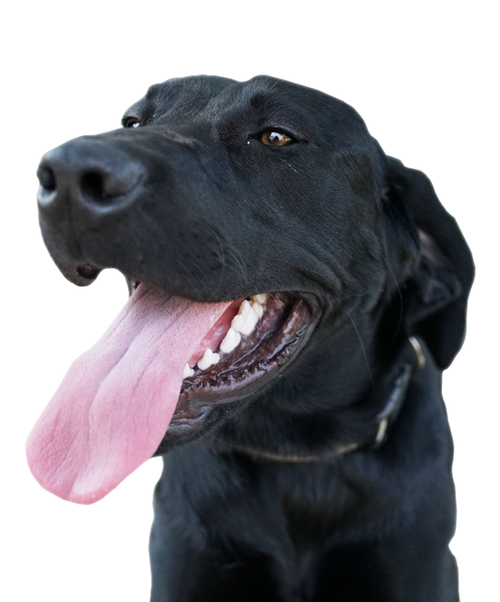 Valley Veterinary Clinic