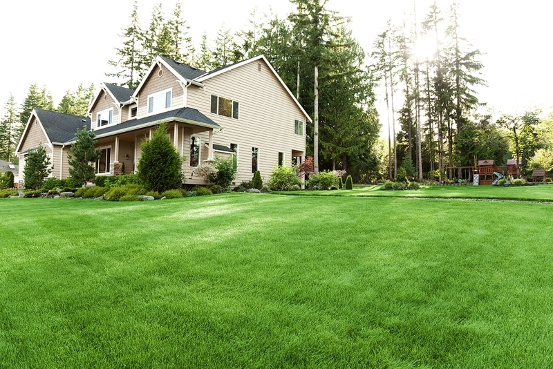 Lawn Care Service Near Me Go Green Lawn Care