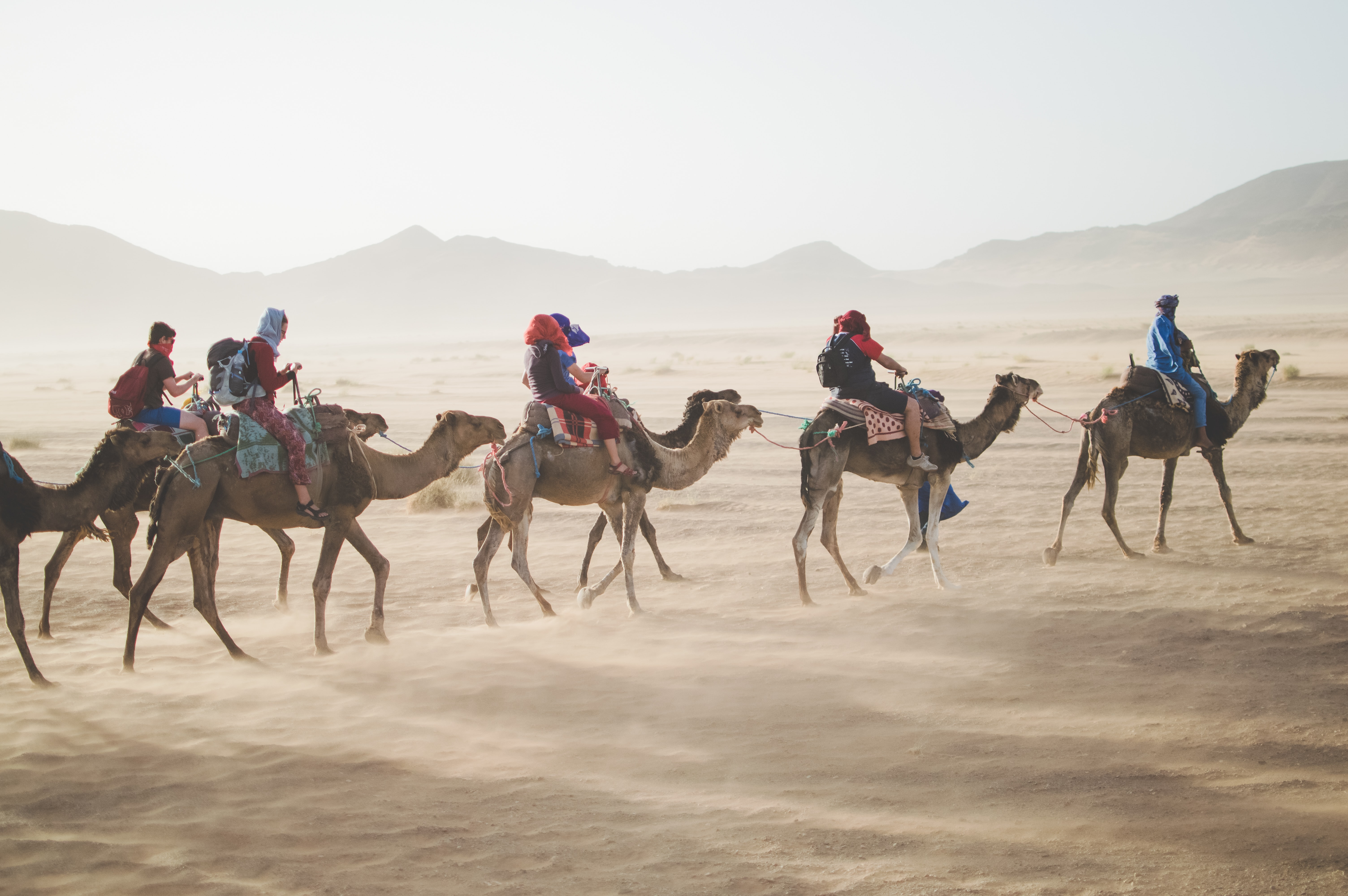 Camels crossing the dessert