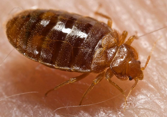Close up of a bed bug on someone's skin